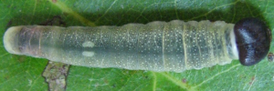 Tagiades japetus janetta - Final Larvae